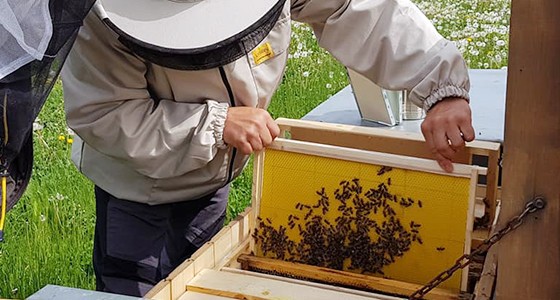 Méhészkedés